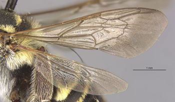 Media type: image;   Entomology 16269 Aspect: wing